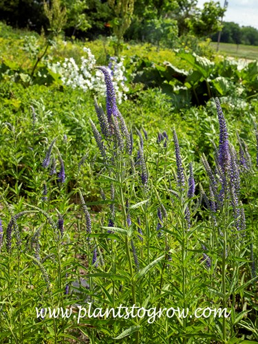 Spiked Speedwell (Veronica spicata)
(mid June)